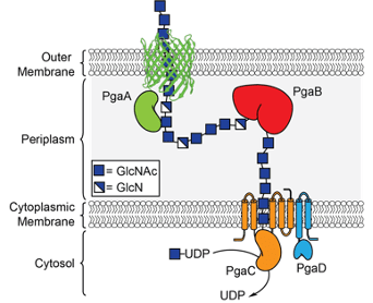 Exopolysaccharide biosynthesis